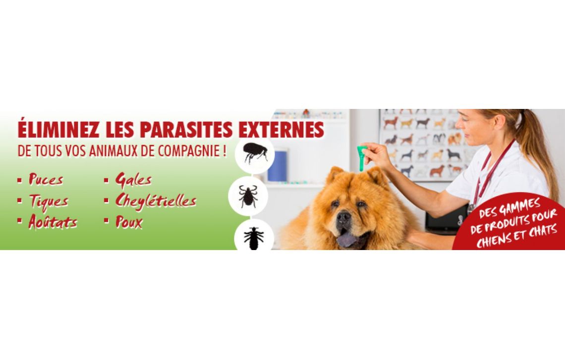 Les parasites externes du chien et du chat